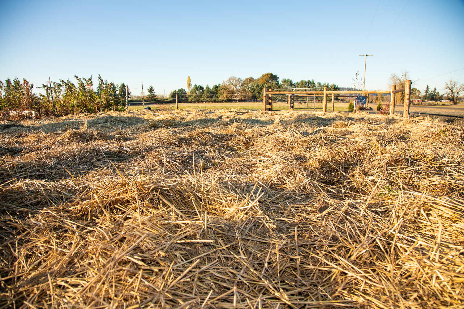 CFR-GardeningwithGreta-NoTill.jpg