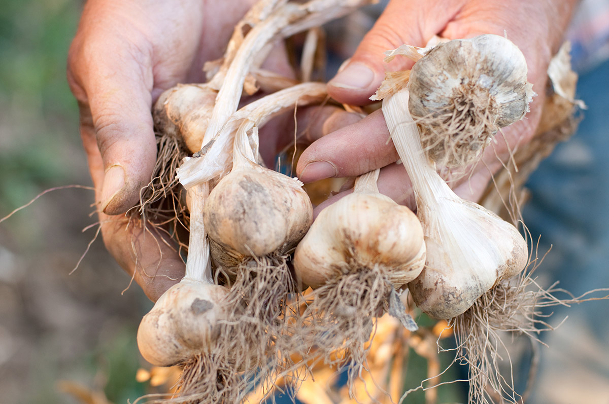 Planting Garlic.jpg