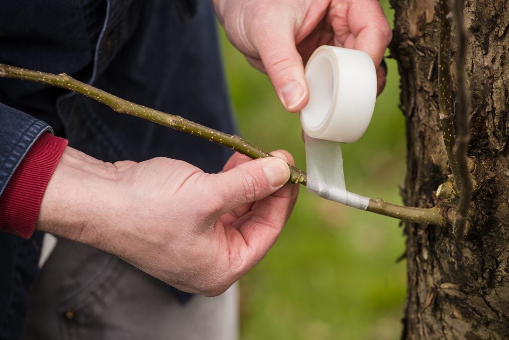 Tree Grafting