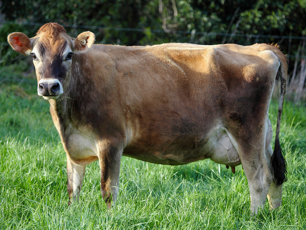 cfr_cows_jersey_20210613.jpg