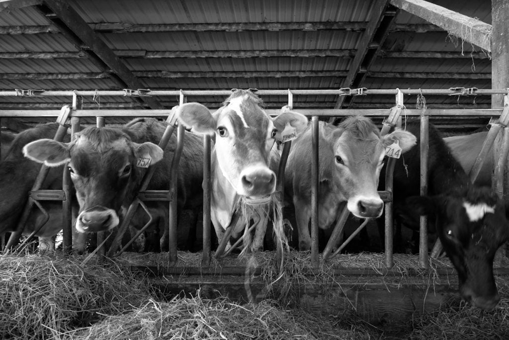 Black and white cows